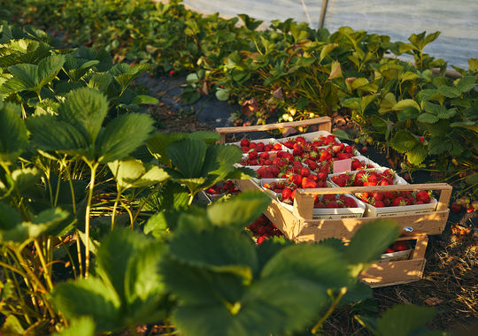 Winderbeeren - Erdbeeren
